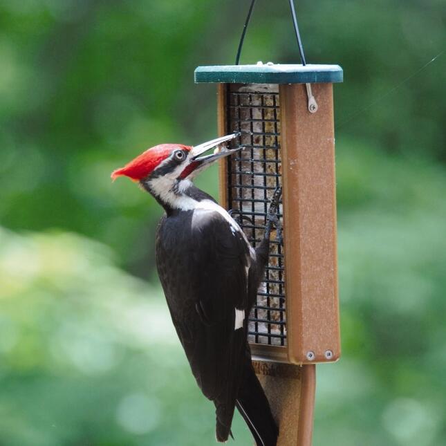 Pileated Woodpecker feeding on suet at a Wild Birds Unlimited bird feeder.